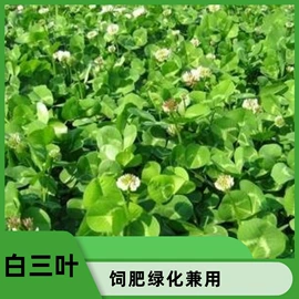 种子;草坪;草种子