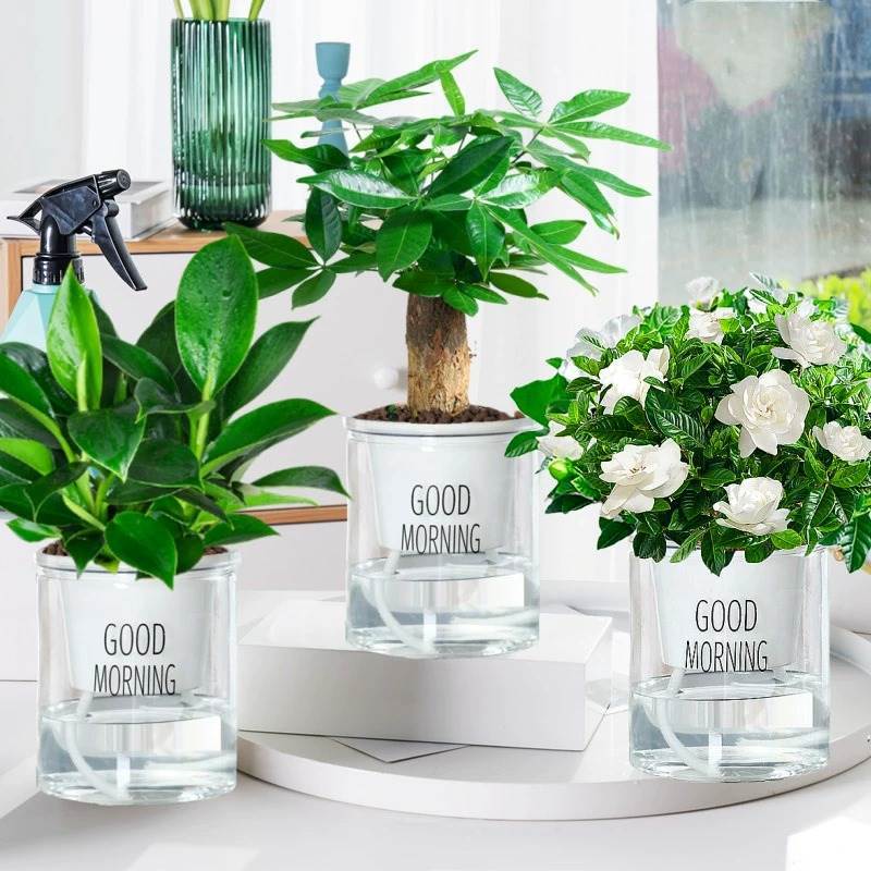 골드 다이아몬드 + 치자 나무 + 포춘 나무 + 3 좋은 아침 냄비 + 영양 솔루션