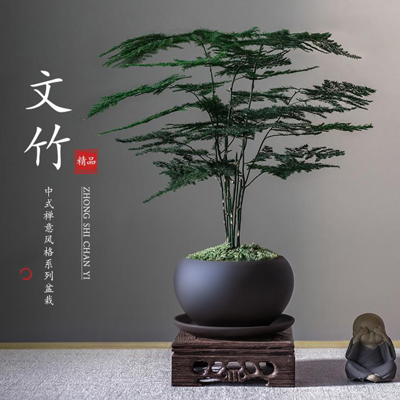 Asparagus Potted Plants Indoor Living Room Chinese Zen Style Bonsai Easy to Care for Green Plants Office Decorations Flowers