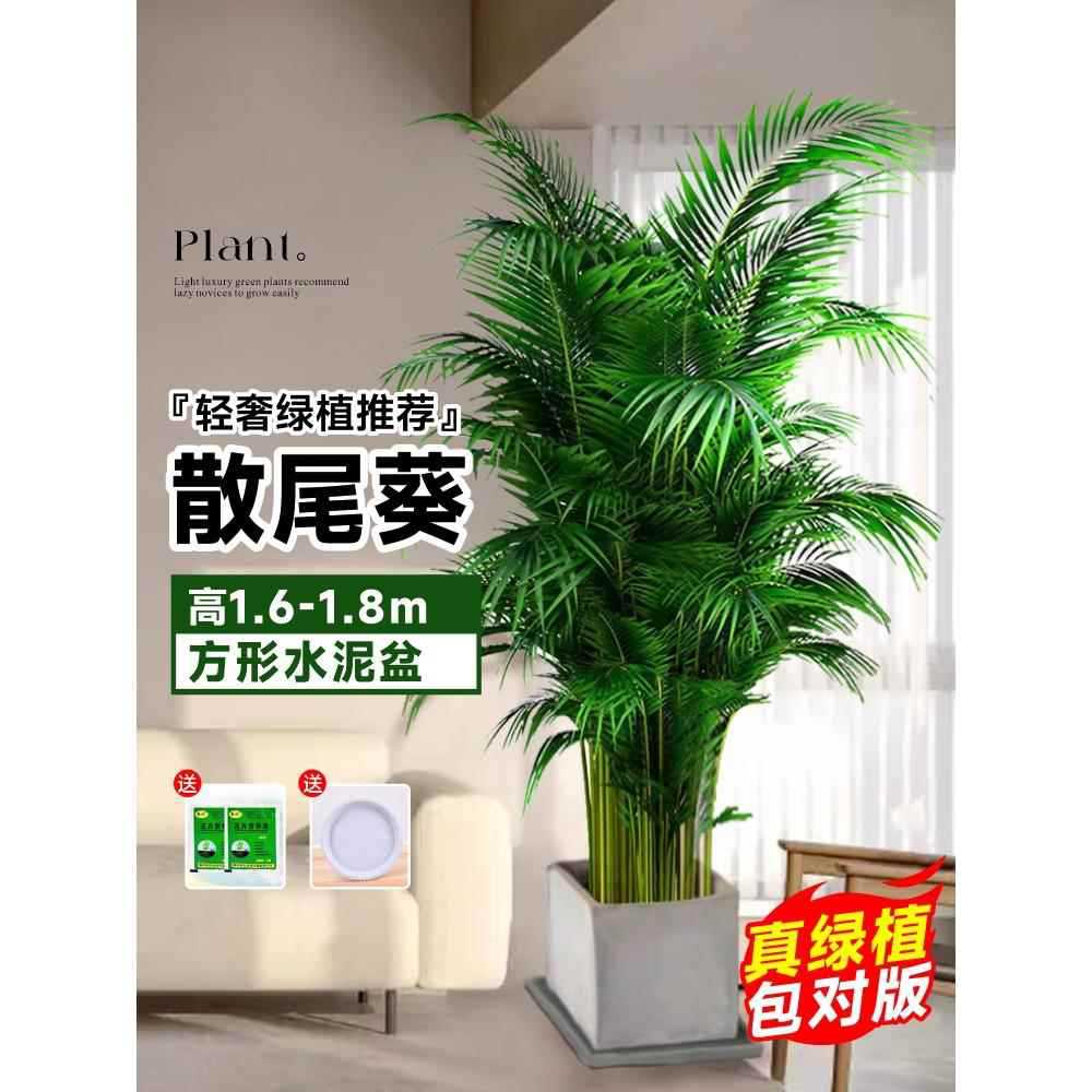 [Door to Door Delivery] 고품질 느슨한 꼬리 해바라기 1.6- 1.9m 그루☆사각 시멘트 분지★사계절 상록수 애완동물