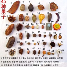圣诞手工天然果子标本相框花环干花干果幼儿园装饰混搭diy材料包