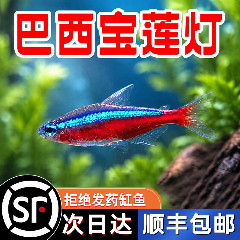 Brazilian Lionfish, Red and Green Lanternfish, Tropical Freshwater Ornamental Small Fish, Schooling Zebra Guppies, Large Size