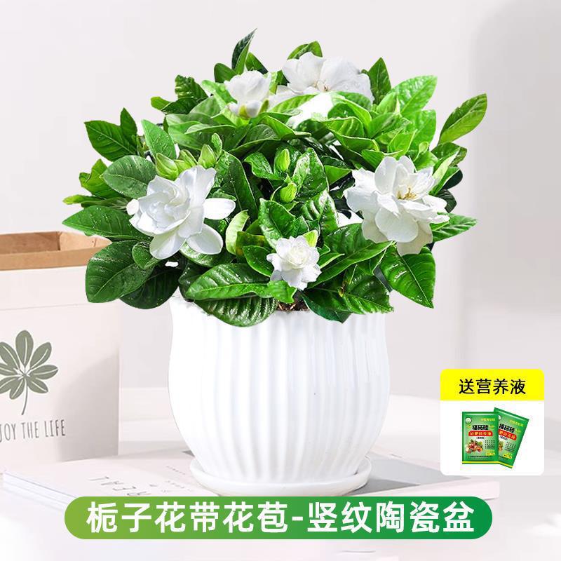 부티크 120#싹이 있는 치자나무(세로무늬 세라믹 화분) + 영양액