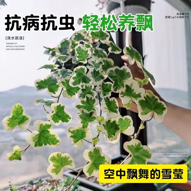 Snow Ivy Is Easy to Grow in Small Pots in All Seasons, and It Is Easy to Grow Indoors and Outdoors. Living Room Balcony Chlorophytum Green Plants Climbing Plants Snow Ivy Is Easy to Grow in Small Pots in All Seasons, and It Is Easy to Grow Indoors and Outdoors. Living Room Balcony Chlorophytum Green Plants Climbing Plants