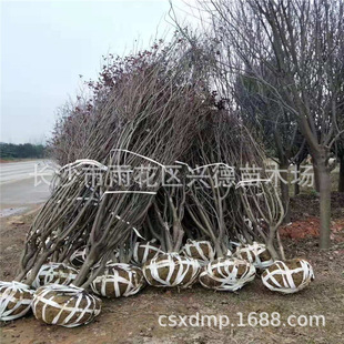 Wholesale Clumped Red Leaf Plums and Tall Purple Leaf Plum Bases 3-5- 8-12cm with Complete Specifications of Greening Seedlings