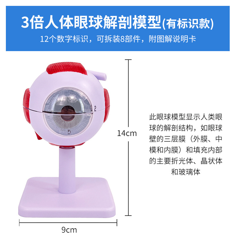 �����ѧ������ʽṹģ�Ϳɲ�ж��ͯ�����۾�ҽѧ�۲�ģ�� 6��