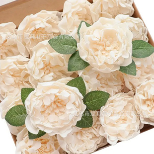 opp���b��ĭpeõ�廨���U�ٻ��Ҿ��b�ˇ������������ĵ����