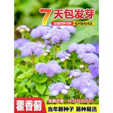 ޽���E�N�Ӱ׻������ļ����NͥԺ���^�@�ֵر�ֲ������һ֦�㻨��