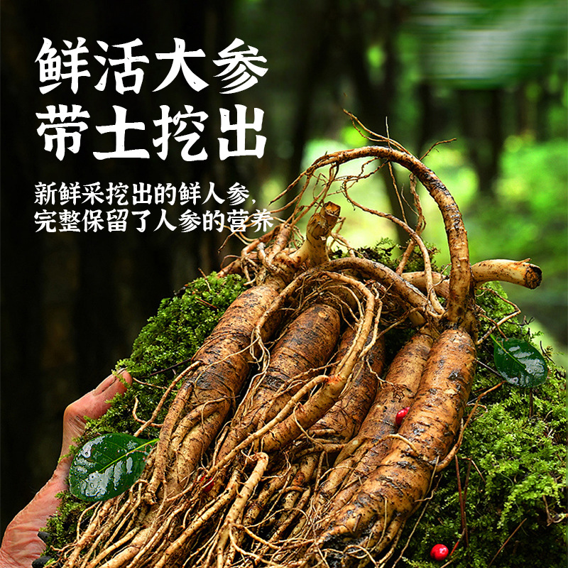 新鲜长白山人参批发足龄带土鲜参东北特产泡酒料煲汤鲜参