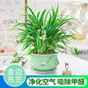 Chlorophytum wholesale Phnom Penh indoor Potted plant Botany Evergreen Garland Green plant One piece wholesale