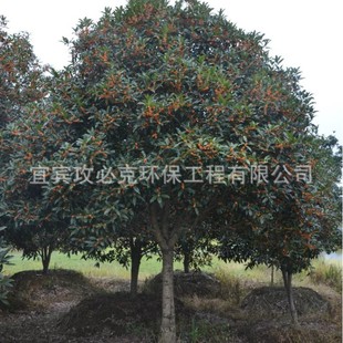 𻨘䣨¹𡢽𣩣f؈@־GеlS