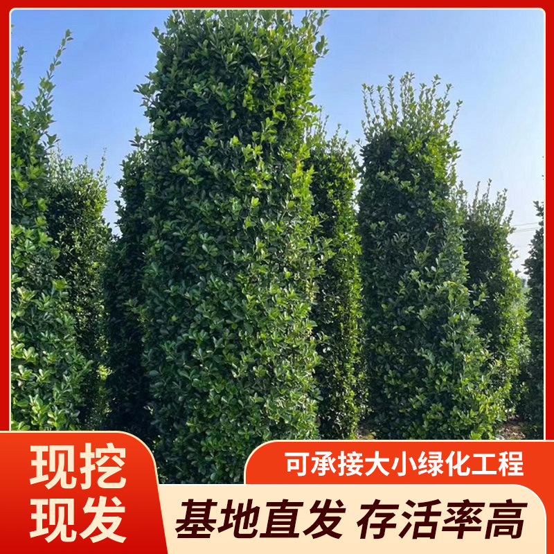 厂家供应基地大量批发大叶黄杨柱子绿篱园林绿化绿植围栏现货批发