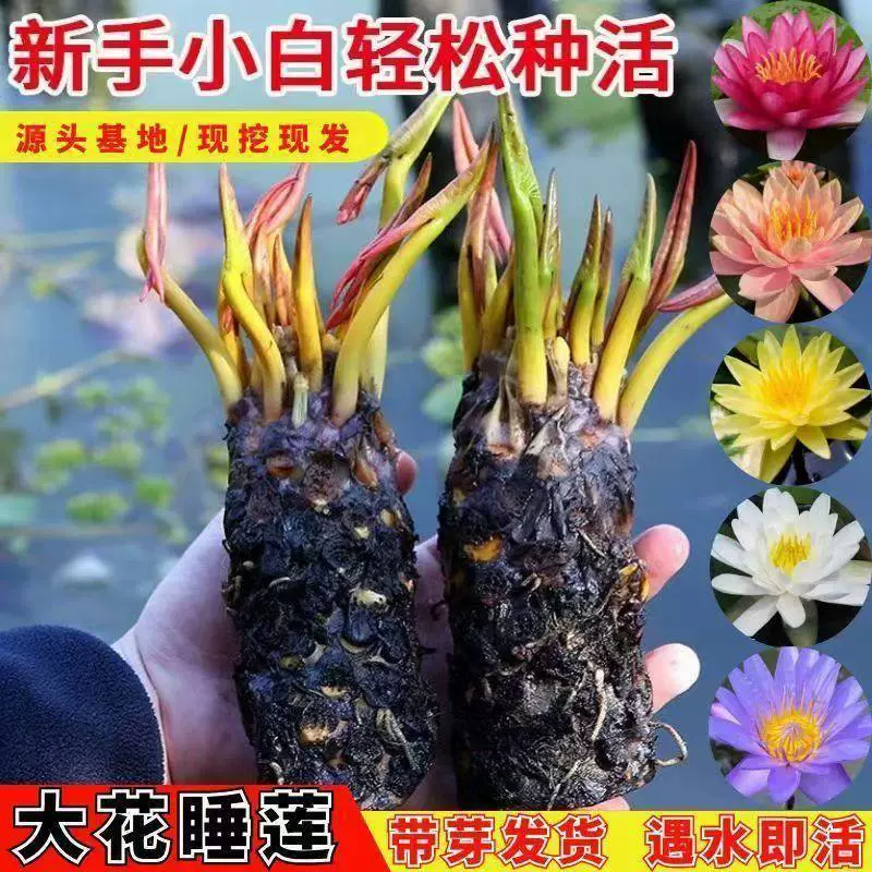 Большой корневой блок водяной лилии с бутонами, завернутыми в живой четырехсезонный лотос в горшке, аквариум, пруд, гидропонные растения, рыбный пруд, водная культура, цветы