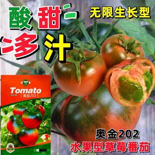 Aojin 202 Tomato Seeds, Unlimited Growth Type, Fruit-Type Tomatoes, Early Maturing, Disease-Resistant, Good Taste, Base Available