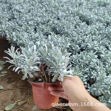 �y�~��ѩ�~������ܽ�ؾ���ѩ���̨�_�����׷NֲͥԺ����ֲ�����l