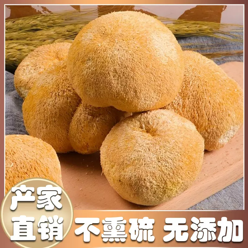 【无熏硫发货】猴头菇新货 磨粉原料干批发古田产地食用菌菇500g