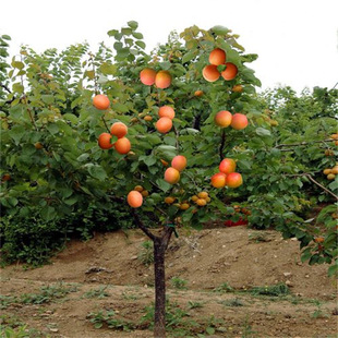 �Ә����ش�������Ә��������Ե����ͺ��ͺ��ϱ����Nֲ����Y��