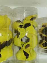 杜比亚蟑螂活体饲料活虫樱桃蟑螂 樱桃红蟑螂 蟋蟀 面包虫 杜比亚