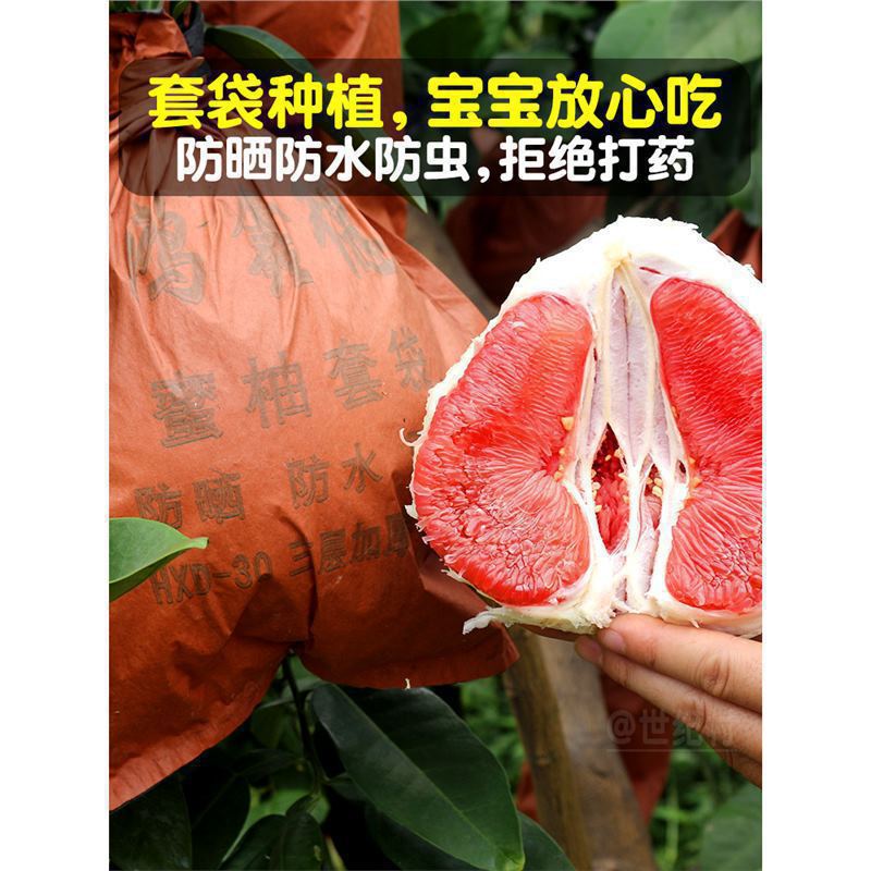 4.5kg _중대형 과일로 만든 미식가 팩(단일 과일 무게 0.9-1.4kg), 원산지에서 직접 배송됩니다!