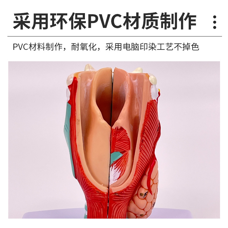 2���Ŵ��ʺ�ģ�ͺ����ʱ걾����Ѫ�ܼ�״�ٺ����ͷ���� ��ѧ����