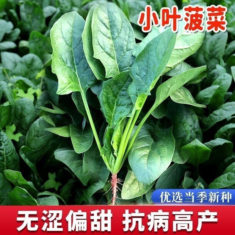 Local Spinach Seeds, Small Pointed Leaf Spinach Seeds, Large Leaf Spinach Seeds, Original Four-Season Vegetable Seeds Wholesale Local Spinach Seeds, Small Pointed Leaf Spinach Seeds, Large Leaf Spinach Seeds, Original Four-Season Vegetable Seeds Wholesale