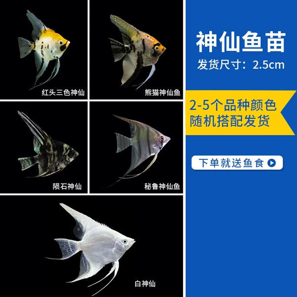 2.5cm Fairy variety random 5 to send 1 total of 6 in total