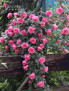 Heidi's Garden Pink Da Vinci Vine Rose Balcony Courtyard Fence Easy to Grow Flowers and Plants Potted Seedlings