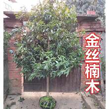 ڽzľͥԺeԾGֲܴFNͺ