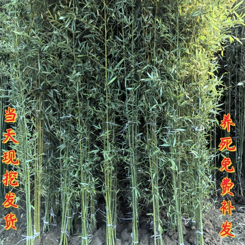Садовый бамбук, четырехсезонные зеленые саженцы бамбука, бамбук с инкрустацией золота, золотой бамбук, фиолетовый бамбук, бамбук архат, бамбук филиал, уличный морозостойкий бамбук