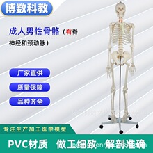 跨境人体器官骨骼拼装模型中小学生实验教学可拆卸益智玩具批发