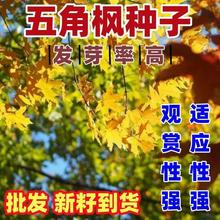 五角枫种子三角枫种子青枫种子红枫种子美国红枫树种子鸡爪槭籽