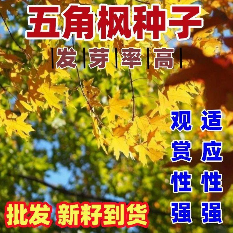 五角枫种子三角枫种子青枫种子红枫种子美国红枫树种子鸡爪槭籽