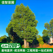 基地3-40公分胸径绿化苗香樟树绿色系截杆返生树常绿丛生多头香樟
