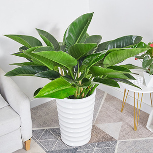 Large-Leaf Gold Diamond Indoor Potted Living Room Green Plant Green Princess All Year Round Evergreen Green Diamond Office Formaldehyde-Absorbing Red Diamond