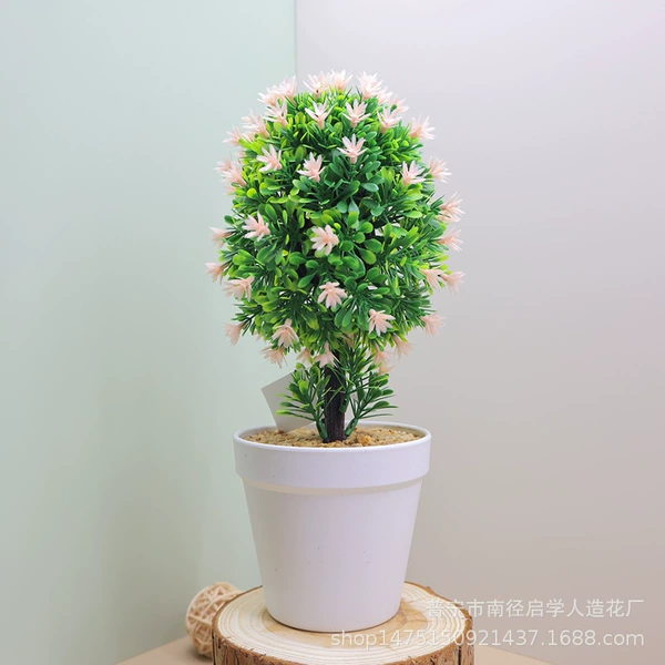 【Orchid Tree Champagne】