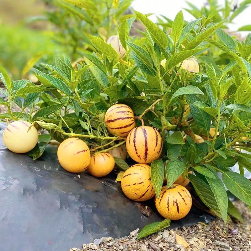 YJH_一键复制_20221105152527