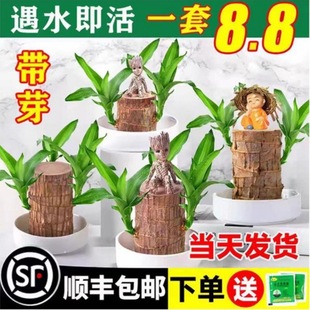 ����ľˮ�����\ľ�_���Gֲ�҃ȸ�����С�����ļ��lѿ����ˮ�B����