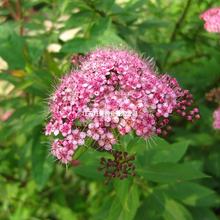 ���ܷN�� �����շN�� ���������� �������� ��ɽ����