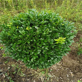 乔木;灌木;盆栽