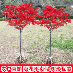 һ�����l�t�������ձ������Ї��tͥԺ�쾰���þG���t���t�輧�ͺ�
