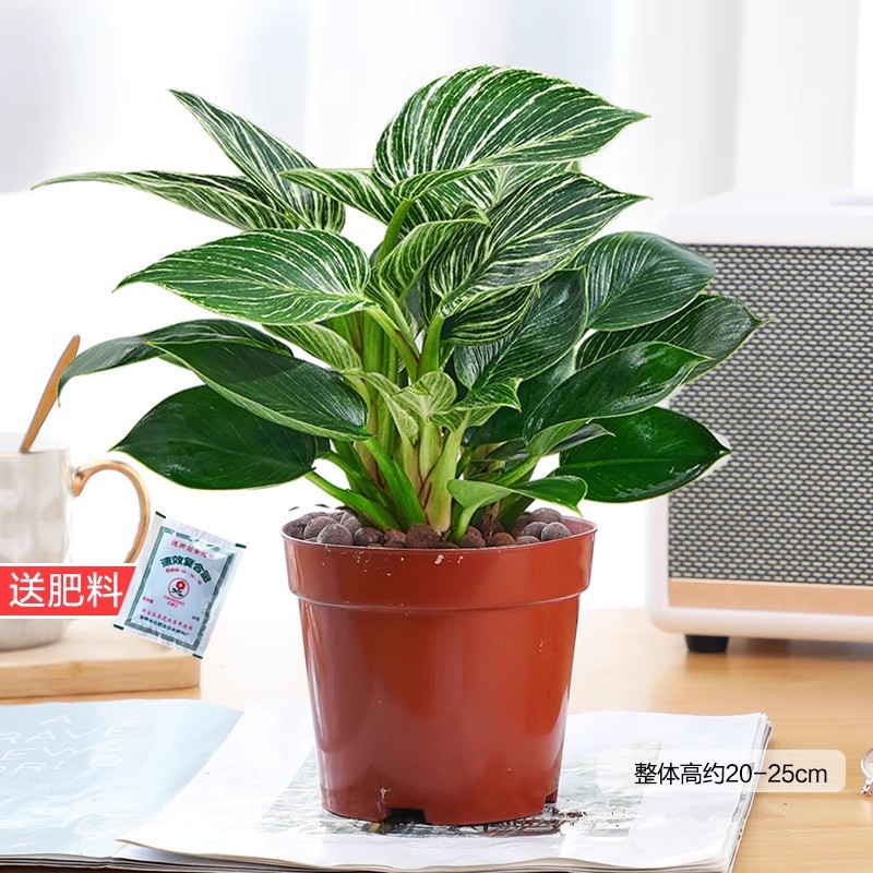 백금 다이아몬드 + 오리지널 냄비 + 무료 비료