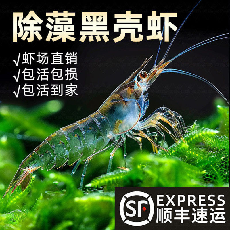 Extra-Large Black Shell Shrimp Aquarium Algae Removal Tool, Shrimp Tank Cleaning, Ornamental Shrimp, Live Pet Food, Coldwater Shrimp