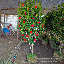 耐冬价格 最新耐冬价格 批发报价 价格大全 阿里巴巴