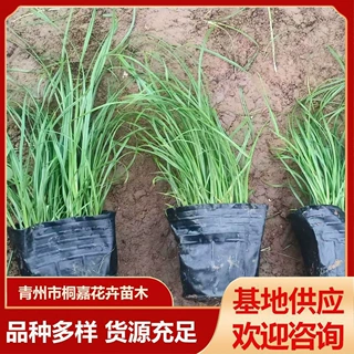 青绿苔草 小区庭院绿化观叶草花青绿苔草 地被植物盆苗青绿苔草