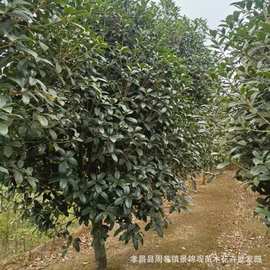 桂花3CM 优质3公分桂花树湖北桂花树树苗河南桂花树苗批发价格