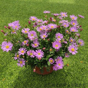 ���羳��؛����������С�ջ��N��ͥԺ���Ի���ֲ��N���׻��