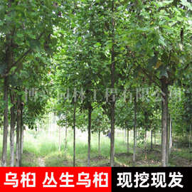 乌桕大树苗圃批发道路工程绿化行道树园林景观树四季种植丛生乌桕