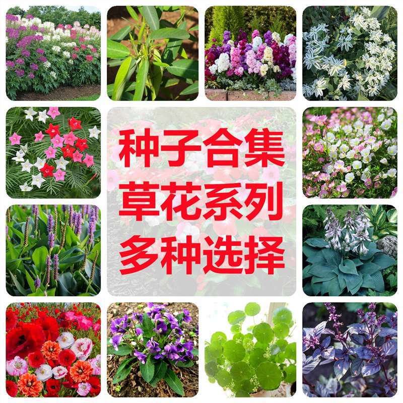 Grass Flower Seed Package Thyme Dancing Grass Drunken Butterfly Flower Seeds Potted Cold-Resistant Indoor Courtyard Four-Season Planting Plants