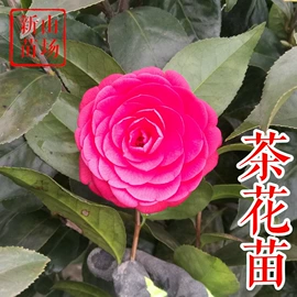 园林果树;乔木;灌木