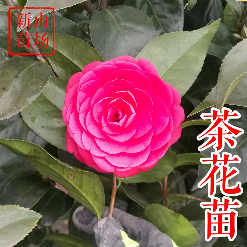 茶花树苗 1米 2米 美国六角大红露珍小苗 耐冬茶花球 退林处理